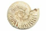 1 1/4" Polished Perisphinctes Ammonite Fossils - Madagascar - Photo 2